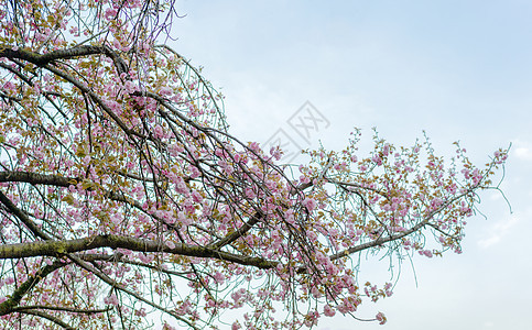 东京浅山公园的樱花花花园垂枝植物鸢尾花垂直公园王子樱花花瓣花头图片