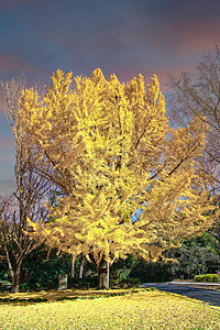 秋天下的金林树图片