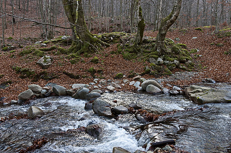 在巴尔干山脉Teteven镇附近流淌着麻木岩石和大石头的秋天森林中的Vit山河 风景壮丽蓝色晴天环境叶子生态远足溪流旅行荒野木头图片
