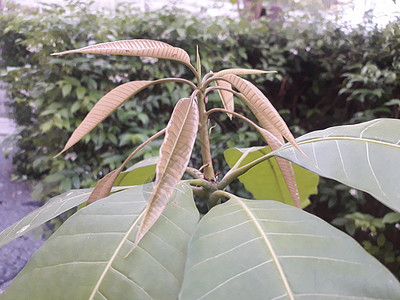 树的顶端公园旅行幼芽蓝色季节活着野生动物生长树叶花园图片