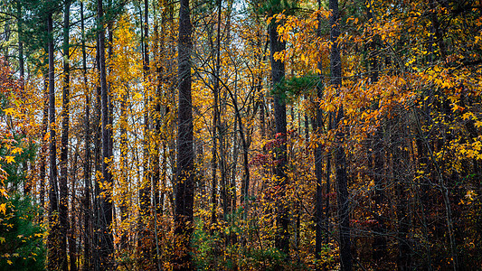 美丽的秋林风景树叶棕色季节植物活力森林晴天环境季节性图片