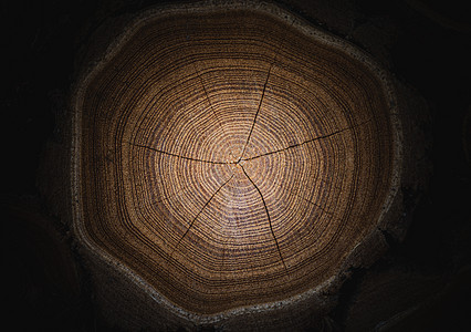 带有裂缝和年轮的端切木树截面的特写宏观视图 具有破裂和粗糙表面的天然有机质地 带年轮的平坦木质表面图片
