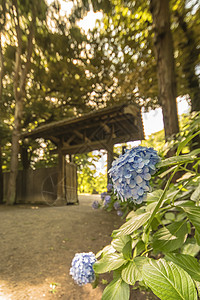 紫花兰和Rikugien花园的内门图片