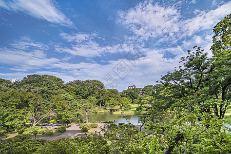 环绕着松树 山木和樱桃树的湖图片