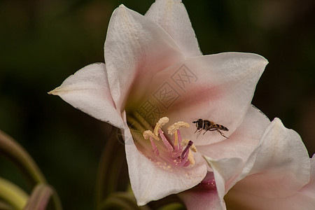 昆虫开花花艺春天高清图片