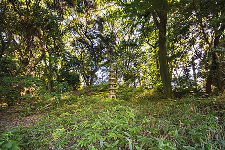 松树和山地林的五层石塔图片