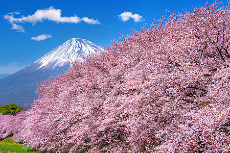 藤山和樱花 在春天 日本公园树木地标花园观光天际节日全景游客旅行图片