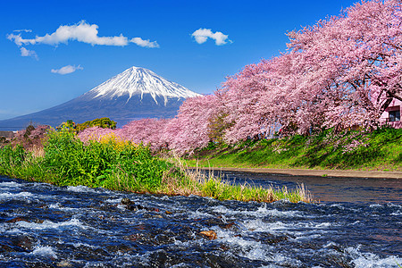 藤山和樱花 在春天 日本观光天际风景火山旅行花园树木公园节日天空图片