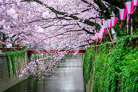 日本东京Meguro河沿岸的樱花花流隧道中目晴天旅行花瓣旅游景点季节季节感植物图片