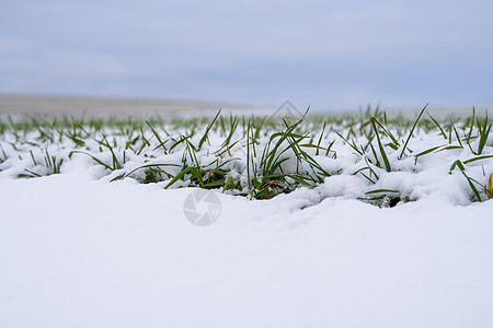 麦田在冬季被雪覆盖 冬小麦 绿草如茵 雪下的草坪 在寒冷中收获 为面包种植粮食作物 与庄稼文化的农业过程农田蓝色地平线季节晴天土图片