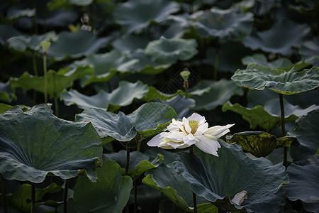 越南休埃市湖中的白莲花绿色花园池塘荷花植物花瓣百合白色植物学叶子背景图片