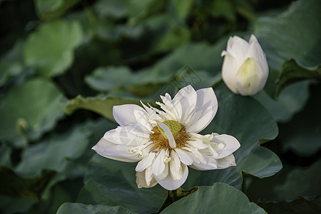越南休埃市湖中的白莲花百合荷花叶子植物群植物绿色花瓣花园池塘白色背景图片
