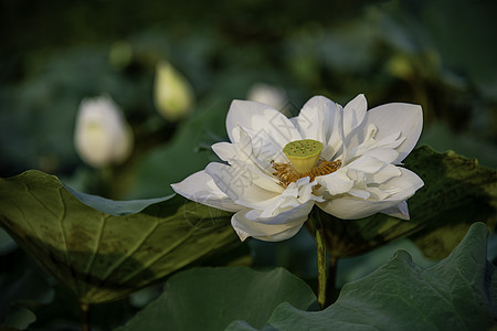 越南休埃市湖中的白莲花池塘绿色黄色荷花花园花瓣植物学白色叶子植物背景图片