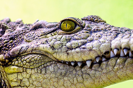 鳄鱼头被隔离 在绿背景上闭紧鳄鱼捕食者危险皮肤异国皮革野生动物黄眼睛荒野眼睛图片