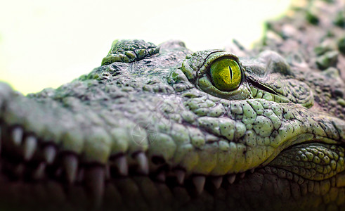 鳄鱼头被隔离 在绿背景上闭紧野生动物热带牙齿宏观异国皮肤皮革捕食者鳄鱼眼睛图片