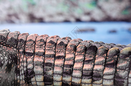 在河底的鳄鱼尾巴上危险爬虫动物野生动物荒野热带身体捕食者黄色动物园图片