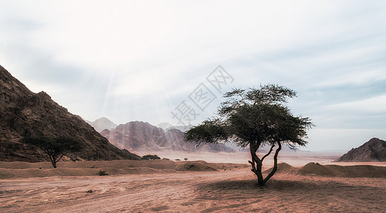沙漠的一棵树上阳光照耀着阳光 埃及没有人民射线异国植物旅行假期日落旅游石头天堂岩石图片