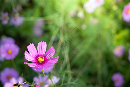 花园里的美丽的宇宙花朵 自然背景雏菊宏观场地植物群环境公园草地季节植物农村背景