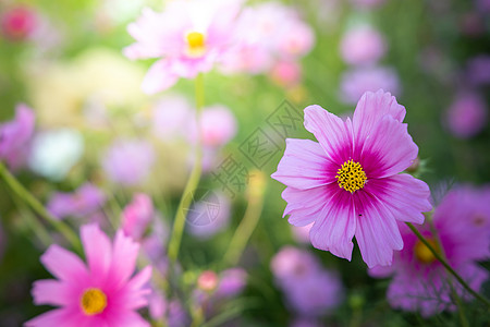 花园里的美丽的宇宙花朵 自然背景公园农村植物植物群草地宏观环境叶子场地季节背景