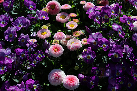 字段 有许多多彩的花菊植物草甸尖头花卉常年花园雏菊花场地背景草地背景
