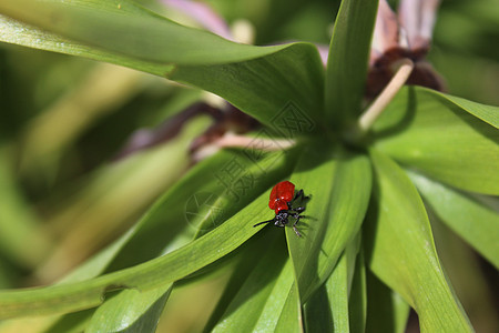 叶子上的百丽叶甲虫昆虫花园甲虫背景图片