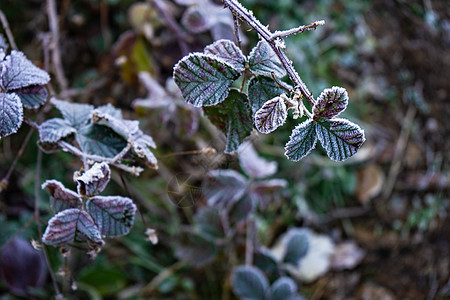 第一个冰层覆盖的叶叶雾凇晴天树叶植物背景图片