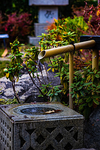 日本秋天花园场地衬套花园木头草地森林喷泉宝塔背景