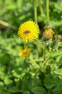 春天黄花朵上的小蜜蜂季节双翅蜂蜜翅膀蜜蜂花园荒野野生动物花蜜植物群图片