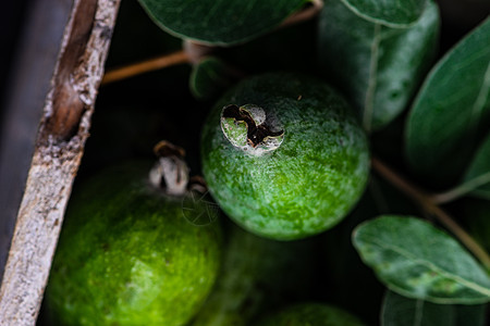 秋季有机水果fejoa排毒甜点季节性食物背景图片