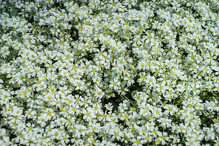 在草地里的黛西花瓣植物洋甘菊雏菊花粉香味草原场景环境季节图片