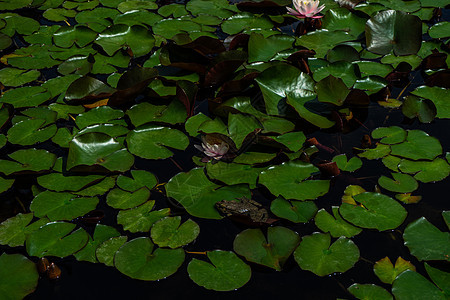 绿青蛙在池塘里叶子水龙头监管花园植物青蛙宏观软垫百合动物图片
