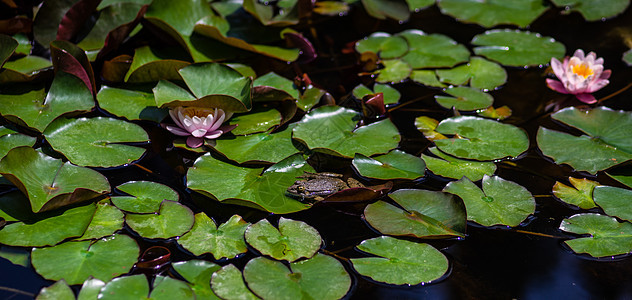 绿青蛙在池塘里软垫花园水龙头青蛙百合动物监管宏观叶子绿色图片