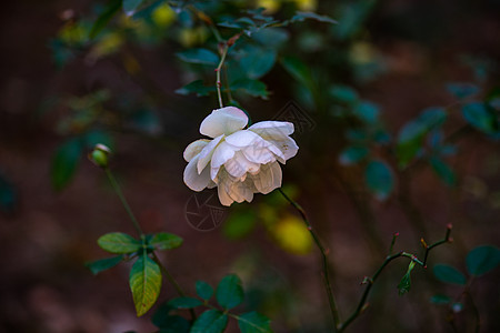 闪耀的白玫瑰公园白色花园植物玫瑰花瓣图片