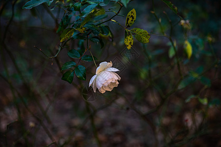 闪耀的白玫瑰白色公园植物花瓣花园玫瑰图片