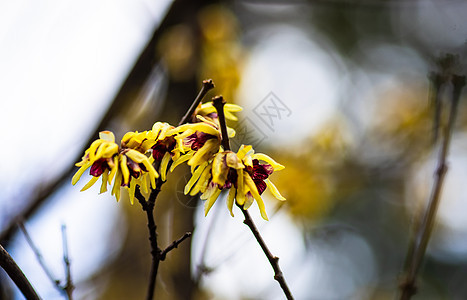 第一春花花园森林季节腊梅公园宏观植物群植物学甜风植物图片