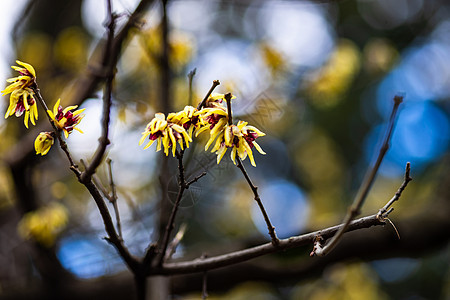 第一春花公园植物学木头花园森林季节植物甜风花瓣腊梅图片