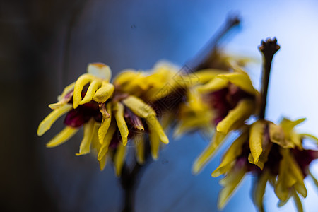 第一春花花园季节甜风森林花瓣植物群公园植物宏观腊梅图片