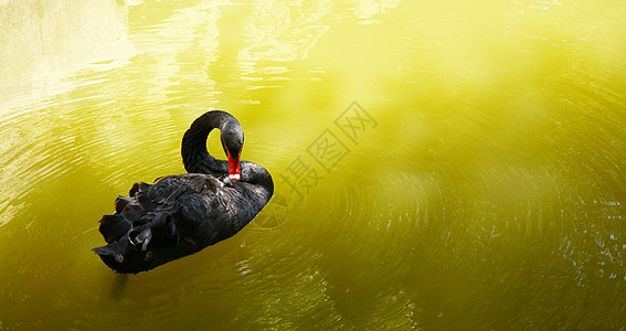 绿水中的黑天鹅动物园野生动物黑羽蓝色动物天堂墙纸天鹅荒野家禽图片