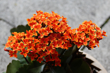 红卡兰乔在石地板上花园红花植物群植物图片