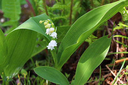 园中山谷的百合利铃兰花园花朵季节植物植物群高清图片