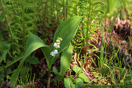 园中山谷的百合利花朵植物季节植物群花园铃兰图片