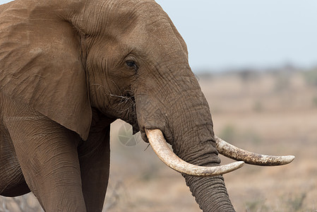 纳米汗蒸非洲大象肖像野生动物象牙旅行牙齿目的地红色荒野国家绿色植被背景