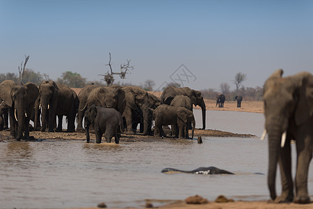 非洲大象畜群家庭象群母亲哺乳动物荒野野生动物游戏动物旅游环境图片