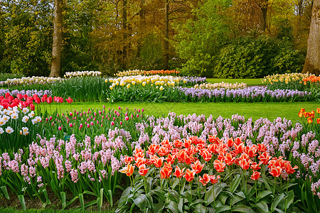春暖在公园的春天花园自然环境园艺园林季节植物学花坛植物植物园郁金香背景