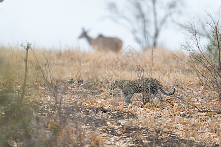 野外的豹幼崽荒野食肉游乐园昼夜哺乳动物动物旅游小动物野生动物大猫图片
