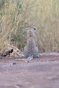 野外的豹幼崽昼夜食肉衬套动物大猫旅游哺乳动物荒野游乐园小动物图片