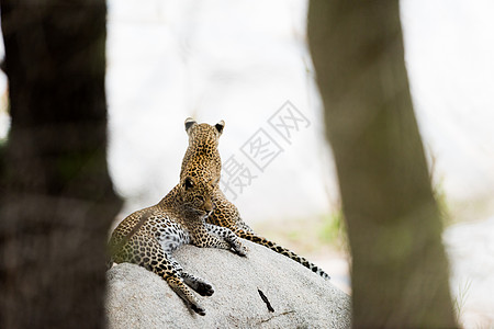 野外的豹幼崽小动物动物衬套观光荒野野生动物游乐园大猫旅游食肉图片