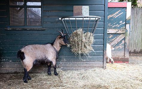 吃干草的老山羊农场喇叭哺乳动物图片