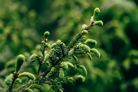 特写松树绿色林地云杉叶子森林植物群针叶林植物木头松林图片