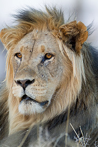 野外的雄狮沙漠男性鬃毛捕食者荒野国家国王猎人毛皮食肉图片